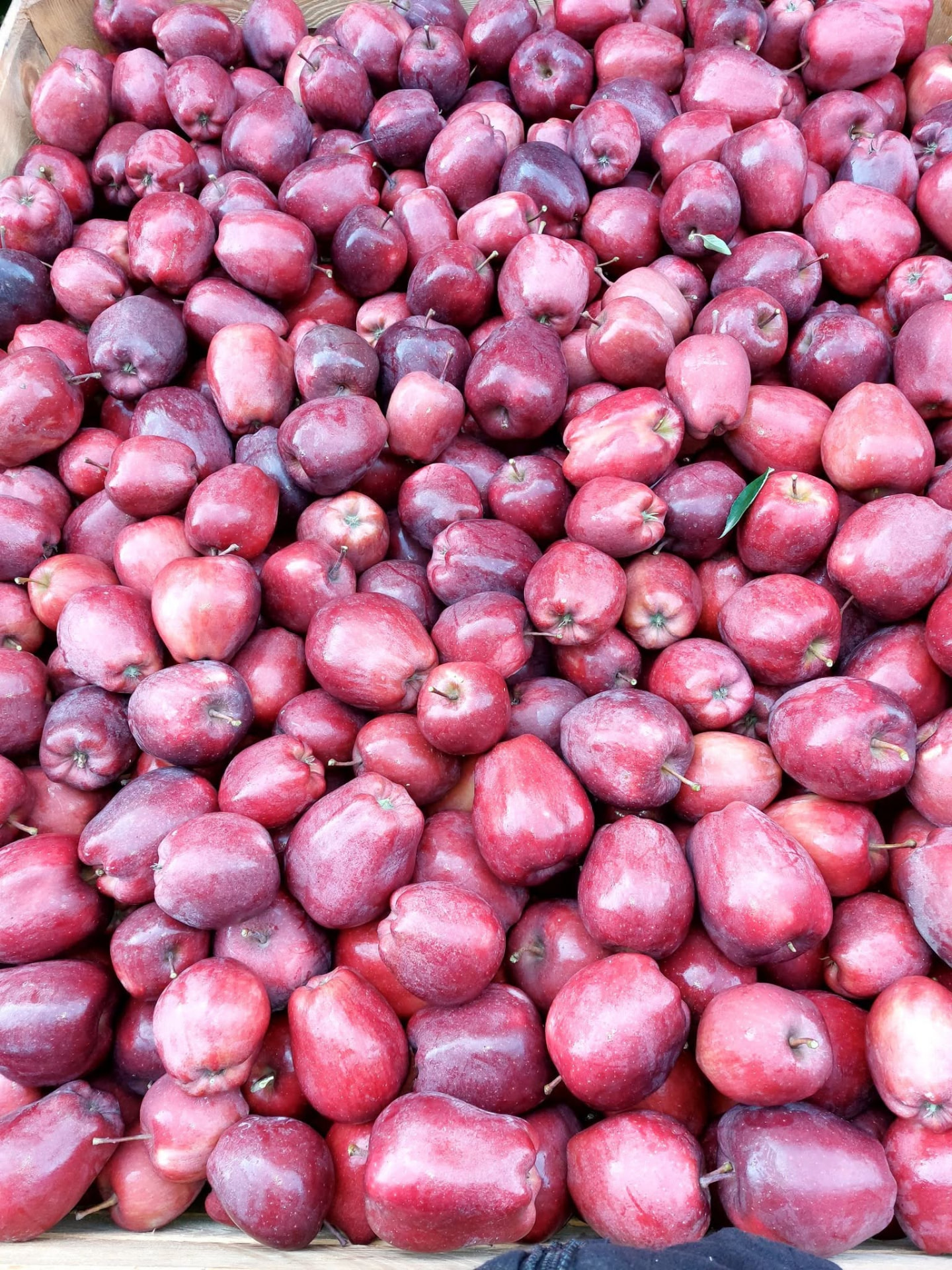 Red Delicious apples packed in an export carton – Grójec, Poland
