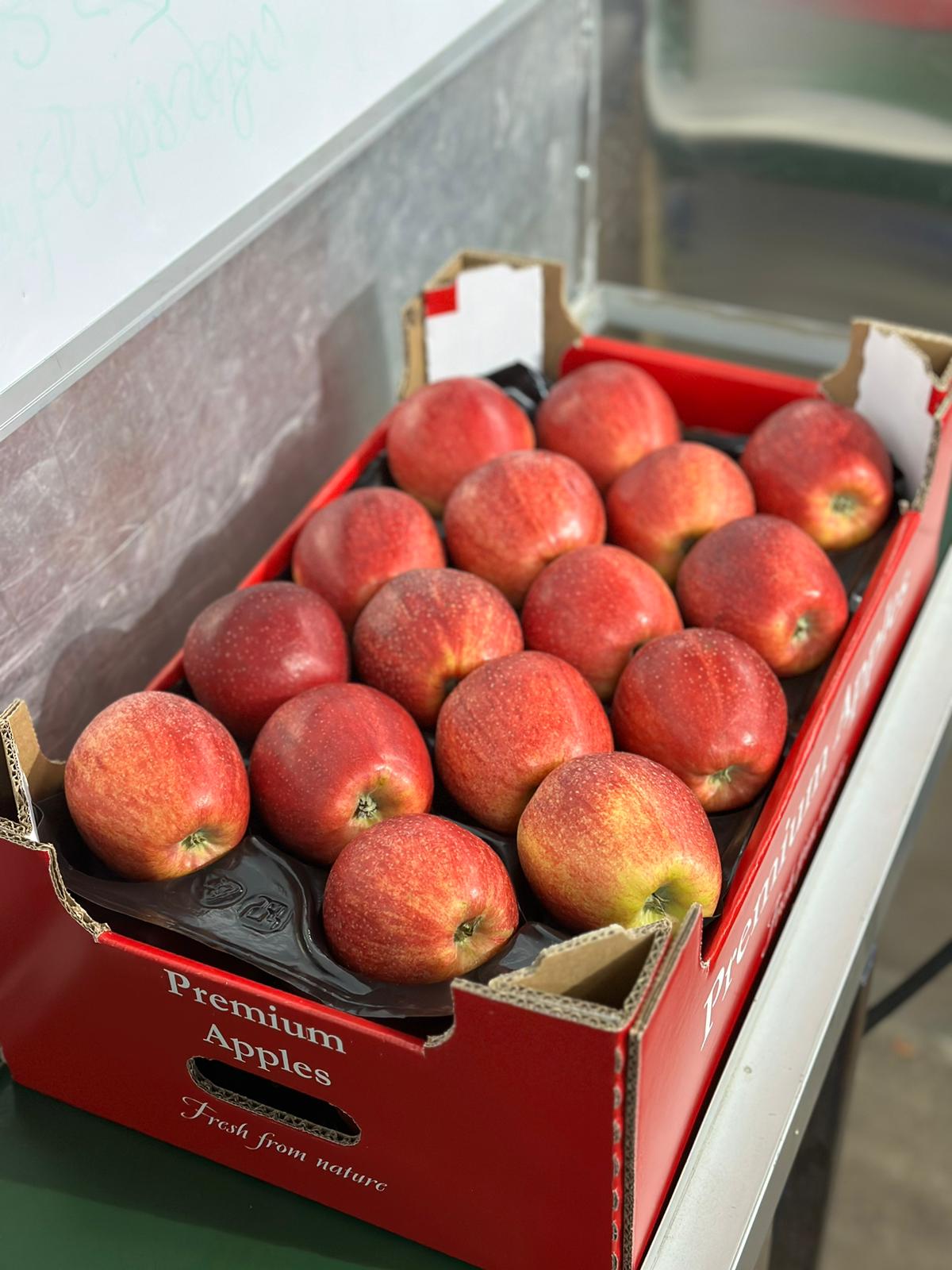 Gala apples packed in export carton – Grójec, Poland